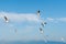 White seagulls fly against the background of blue sky and clouds on a sunny day. birds on the sand by the sea