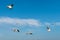 White seagulls fly against the background of blue sky and clouds on a sunny day. birds on the sand by the sea