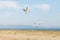 White seagulls fly against the background of blue sky and clouds on a sunny day. birds on the sand by the sea