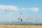 White seagulls fly against the background of blue sky and clouds on a sunny day. birds on the sand by the sea