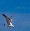 White seagulls are flying beautifully in the bluesky.