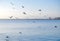 White seagulls flying over the bay of Roses, Catalonia