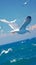 White seagulls soar majestically against vibrant ocean backdrop