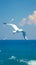 White seagulls soar majestically against vibrant ocean backdrop