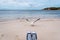 White seagulls squawking and flying over white beach on Rottnest Island, Western Australia