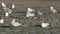 White seagulls standing on a footpath