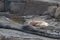 White seal peacefully sleeping on rocks.