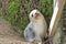 White seals of Kangaroo Island