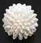 White Seashell Ball