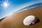 White seashell on a beach