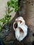 white Seashell green plant