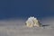 White seashell on sand with blue background