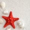 White seashells and red seastar