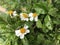 White seaside daisy