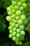 White seedless grapes