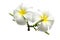 White Semboja is a group of plants in the genus Plumeria.