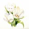 White Sensation: Exquisite Watercolor Tulip Painting On White Background