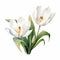 White Sensation Tulip Watercolor Painting For Mobile