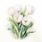 White Sensation Tulip Watercolor Painting On White Background