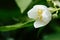 White seringa flower