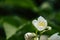 White seringa flower