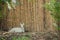 White serow (Capricornis milneedwardsii),Thailand.