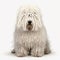 White shaggy dog breed Komondor close-up, isolated on white,