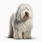 White shaggy dog breed Komondor close-up, isolated on white,