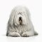 White shaggy dog breed Komondor portrait close-up, isolated on white,