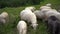 White shaggy ewe sheep graze on green grass in a field high in the mountains. Concept of free and responsible range of animals,