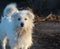 White shaggy homeless bolognese dog on blurred background