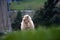 White shaggy sheep of the breed latxa in the Basque country.