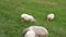 White shaggy sheep graze in the middle of a field in the mountains. The concept of free range animals, earth day, farming