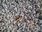 White shallow pebbles in natural morning sunlight. Rare leaves of trees lie on the stones. The texture of the stone with a rough