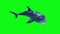 White Shark Attack Loop Green Screen 3D Rendering Animation