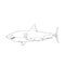 White shark hand drawn sketch illustrations of engraved