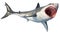 White shark marine predator big open mouth