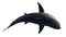 White shark marine predator big swimming, top view