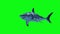 White Shark Swim Fast Green Screen 3D Rendering Animation