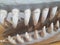 White and sharp animal teeth up close