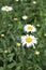 White shasta daisies in bloom