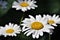 White shasta daisies in bloom close-up