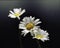 White shasta daisies isolated against a dark background in the morning light