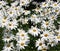 White Shasta Daisy Flowers