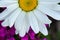White Shasta Daisy over Purple Wildflowers