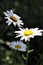 White shasta daisy trio in bloom