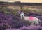 White Sheep Among Blooming Heather