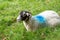 White sheep with blue paint marks.
