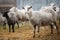 White sheep chewing hay. ruminant cloven-hoofed animals.