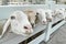 White sheep crowd in the classic farm, Thailand